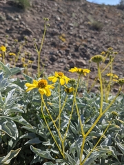 Encelia