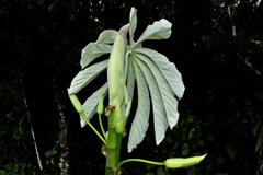 Cecropia pachystachya