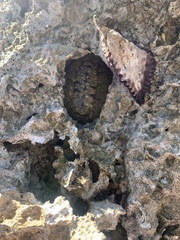 Acanthopleura gemmata