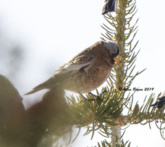 Leucosticte tephrocotis