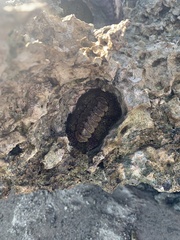 Acanthopleura gemmata