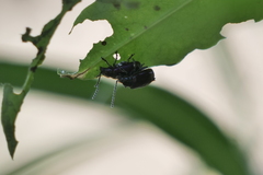 Macrohaltica transversa