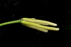 Cecropia pachystachya