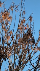 Cardinalis cardinalis