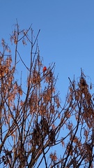 Cardinalis cardinalis