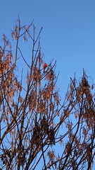 Cardinalis cardinalis