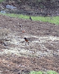 Turdus migratorius