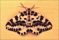 Abraxas grossulariata