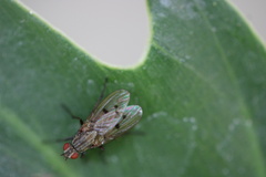 Anthomyia ochripes