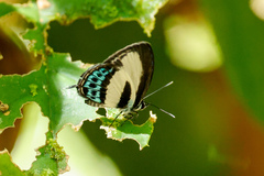Nacaduba cyanea