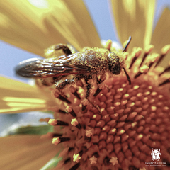 Aculeata