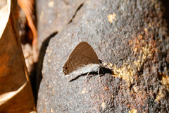 Anthene seltuttus