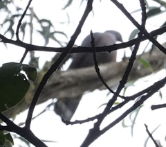 Columba bollii