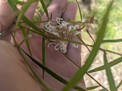 Grevillea linearifolia