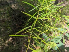 Grevillea linearifolia
