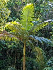 Archontophoenix alexandrae