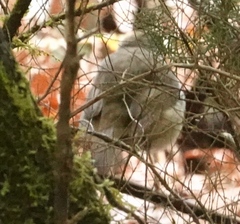 Erithacus rubecula superbus