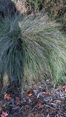 Muhlenbergia rigens