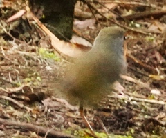 Erithacus rubecula superbus