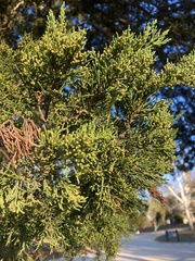 Chamaecyparis thyoides