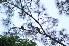 Amazona autumnalis