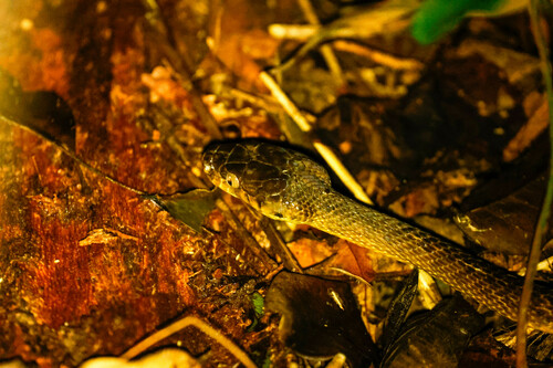 Brown Tree Snake sighting