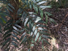 Acacia elata
