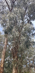 Eucalyptus melliodora
