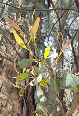Eucalyptus melliodora
