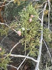 Juniperus monosperma