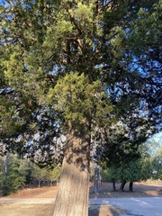 Chamaecyparis thyoides