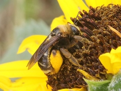 Svastra obliqua obliqua