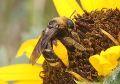 Svastra obliqua obliqua