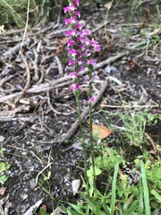 Spiranthes australis