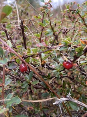 Berberidaceae