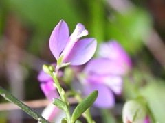 Polygala vulgaris