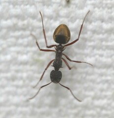 Dolichoderus extensispinus