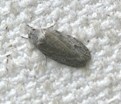 Agriophara confertella