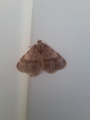 Operophtera bruceata
