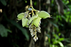 Mucuna urens
