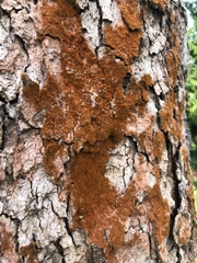 Melanelixia subaurifera