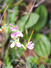 Polygala vulgaris