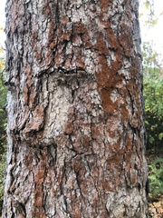 Melanelixia subaurifera