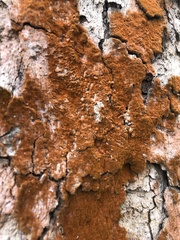 Melanelixia subaurifera