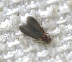 Monophlebidae