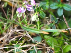 Polygala vulgaris