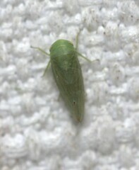Batracomorphus