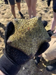 Culcita novaeguineae