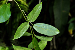 Mucuna urens