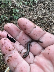 Plethodontidae
